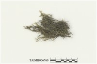 藏品(準格羽蘚)的圖片